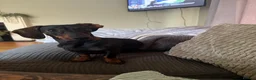 Dachshund dogs for sale: Standard Female Dachshund   - Advert 3