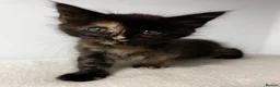 Maine Coon cats for sale: Beautiful Maine Coon Kittens - Advert 19