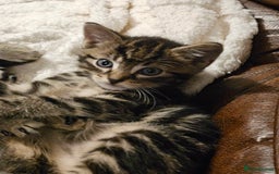 Mixed Breed cats for sale: Friendly Kittens. - Image 13