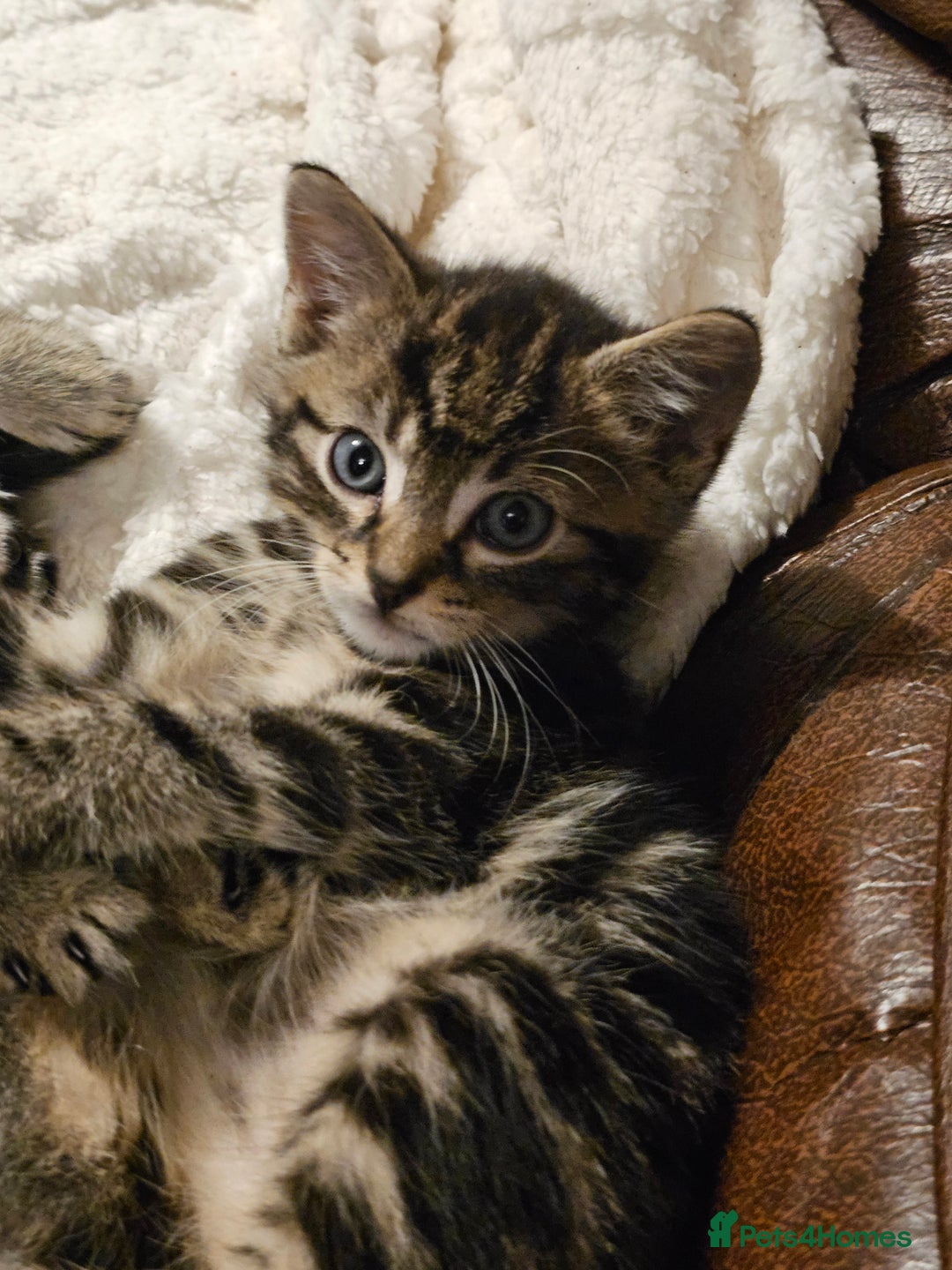 Mixed Breed cats for sale: Friendly Kittens. - Image 13