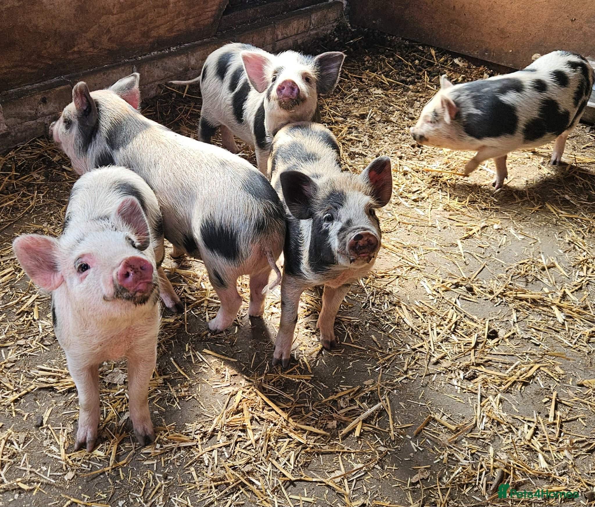 Pig livestock Willowborough Mini Piglets (5 Ready Now) - Advert 1