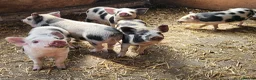 Pig livestock for sale: Willowborough Mini Piglets (5 Ready Now) - Advert 1