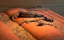 Lizard reptiles for sale: Baby Moroccan Uromastyx  - Image 8