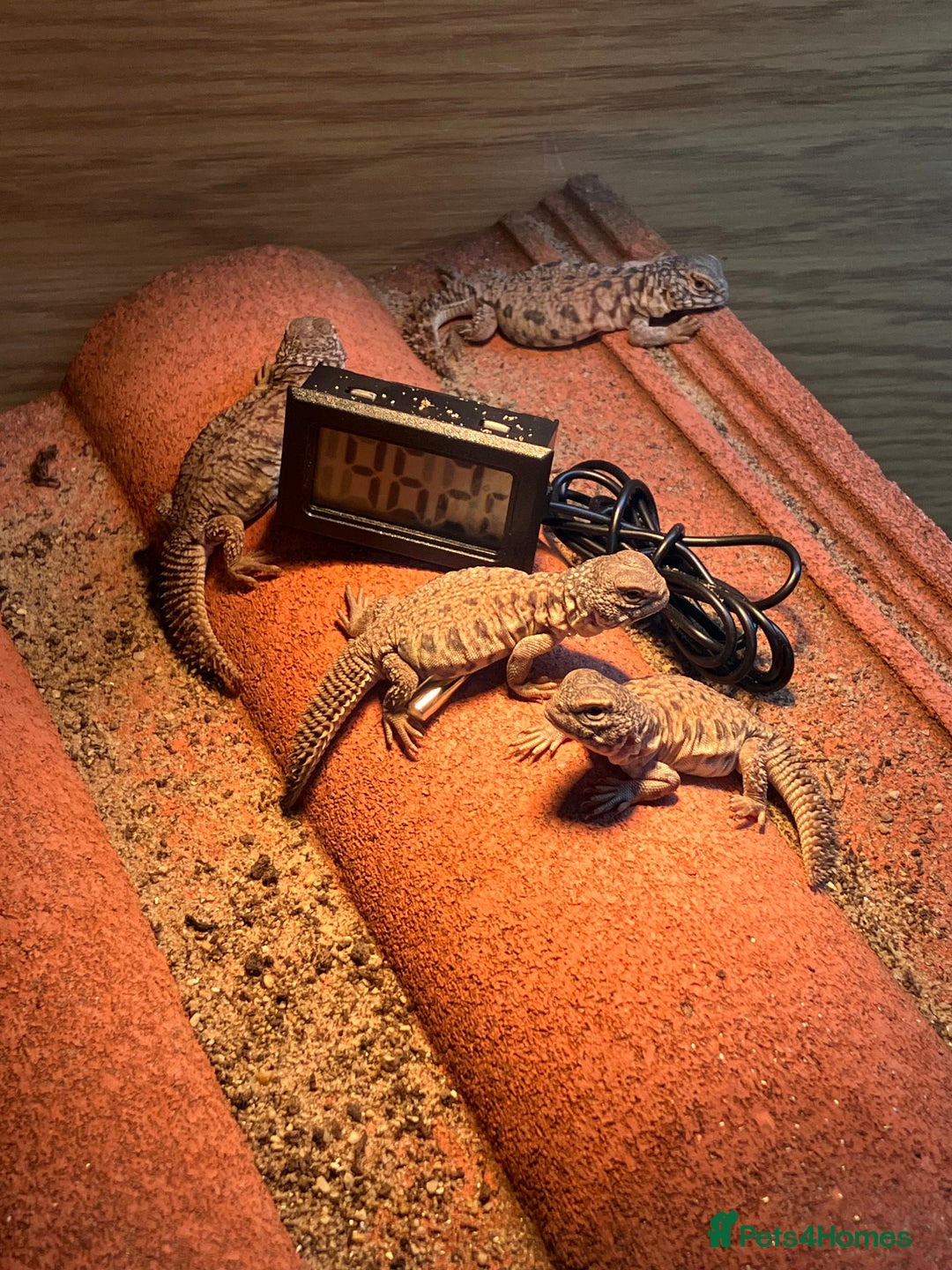 Lizard reptiles for sale: Baby Moroccan Uromastyx  - Image 8