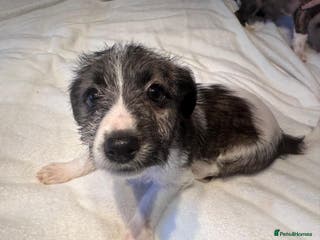 Mixed Breed dogs Italian Tzu puppies - Advert 4