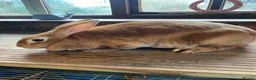 Rex rabbits for sale: 3 year old Orange Standard Rex Doe  - Advert 6