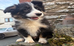 Bearded Collie dogs for sale: 💥3/4 beautiful BEARDIE BOY! 💥 - Advert 18