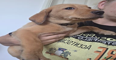 Labrador Retriever dogs - Advert 15
