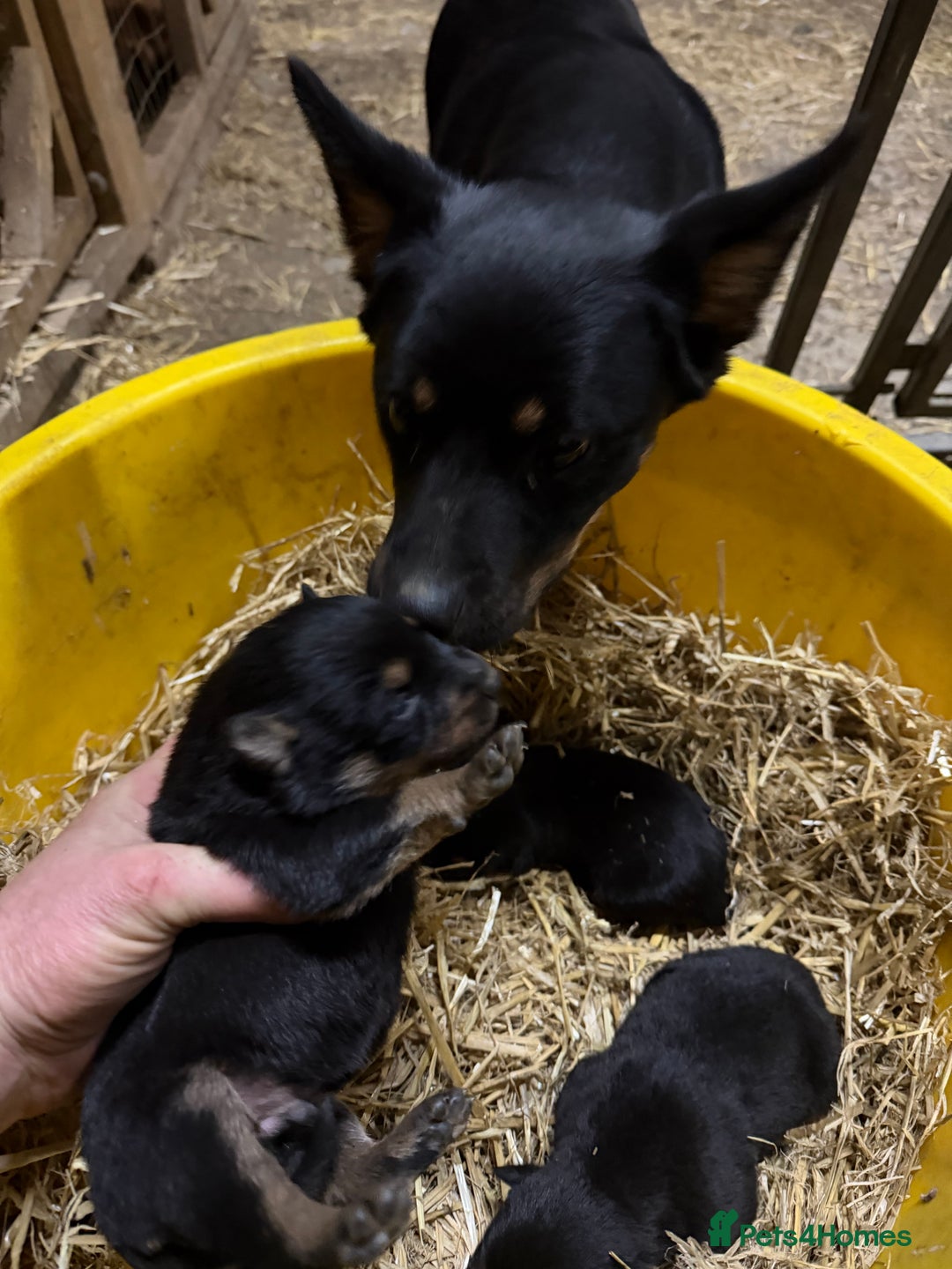 Mixed Breed dogs for sale: kelpie/blue heelers - Advert 7