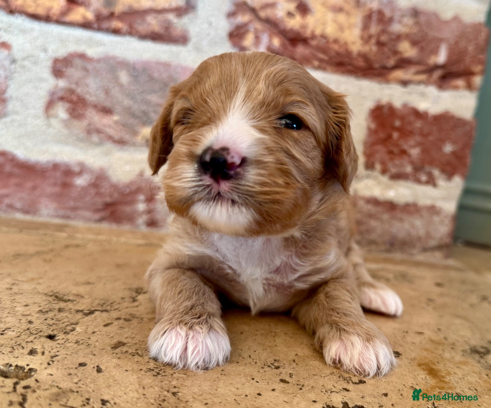 Cavapoo dogs F1 cavapoo males 💙💚 - Advert 2