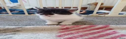 Mixed Breed cats for sale: Beautiful kittens  in Hornsea - Advert 3