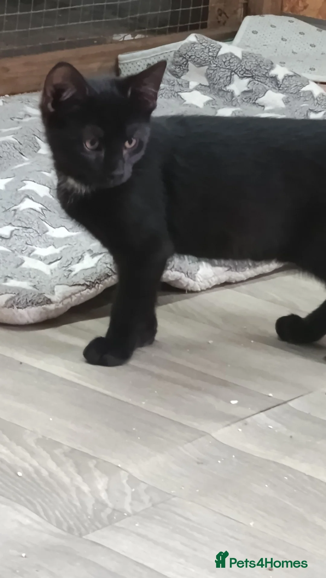 British Shorthair cats for sale: 2 beautiful male kittens needing good homes - Advert 2