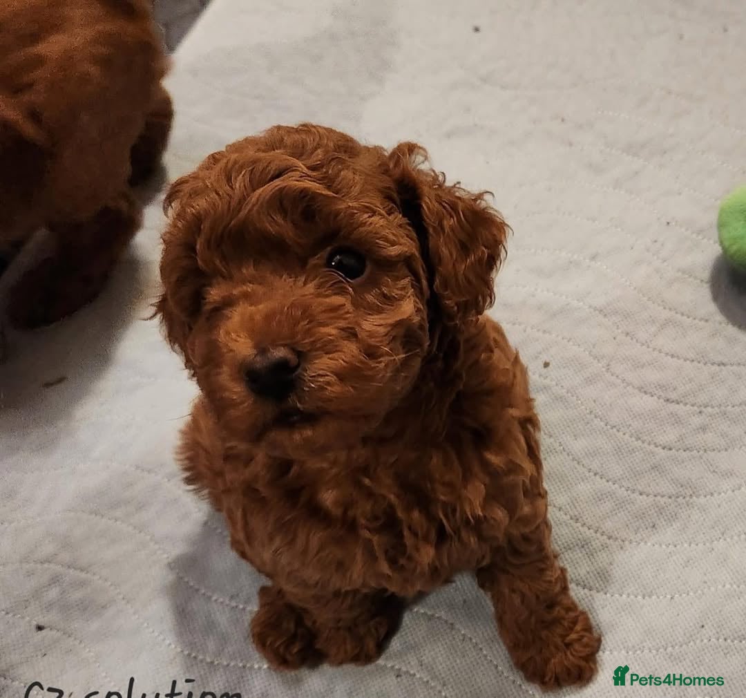 Toy Poodle dogs for sale: 🌸 Toy Poodle Puppies– Tiny Hearts Full of Love 🌸 - Image 8