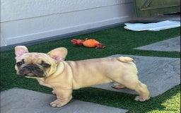 French Bulldog dogs for stud: Denzel- Open for Stud- PROVEN. Son of Super Ted  in Gillingham - Image 34