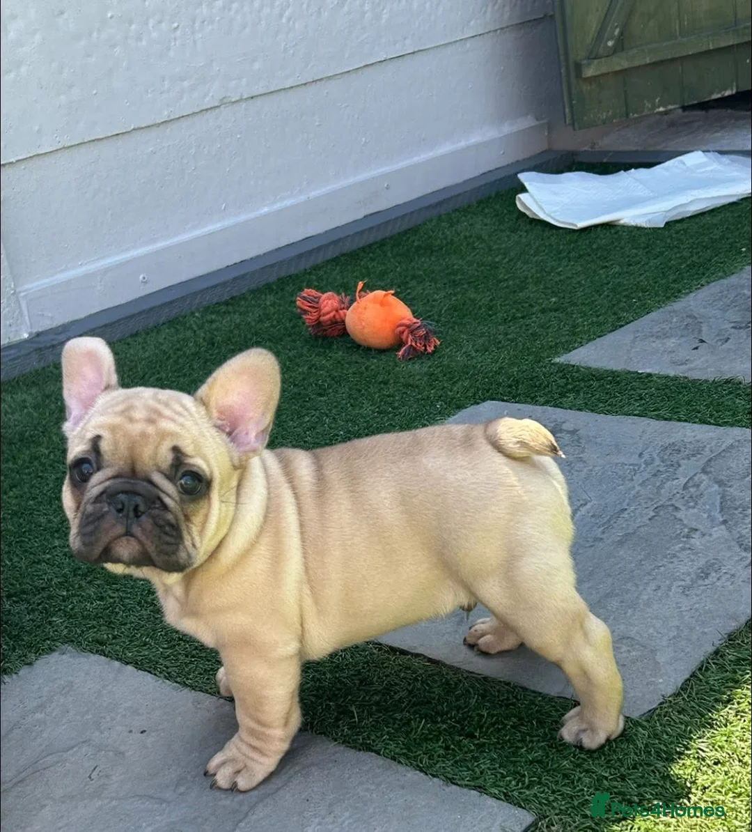 French Bulldog dogs for stud: Denzel- Open for Stud- PROVEN. Son of Super Ted  in Gillingham - Advert 34