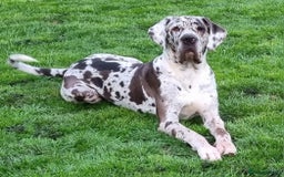 Great Dane dogs for stud: KC Reg - Proven, health tested stud  in Wisbech - Image 1