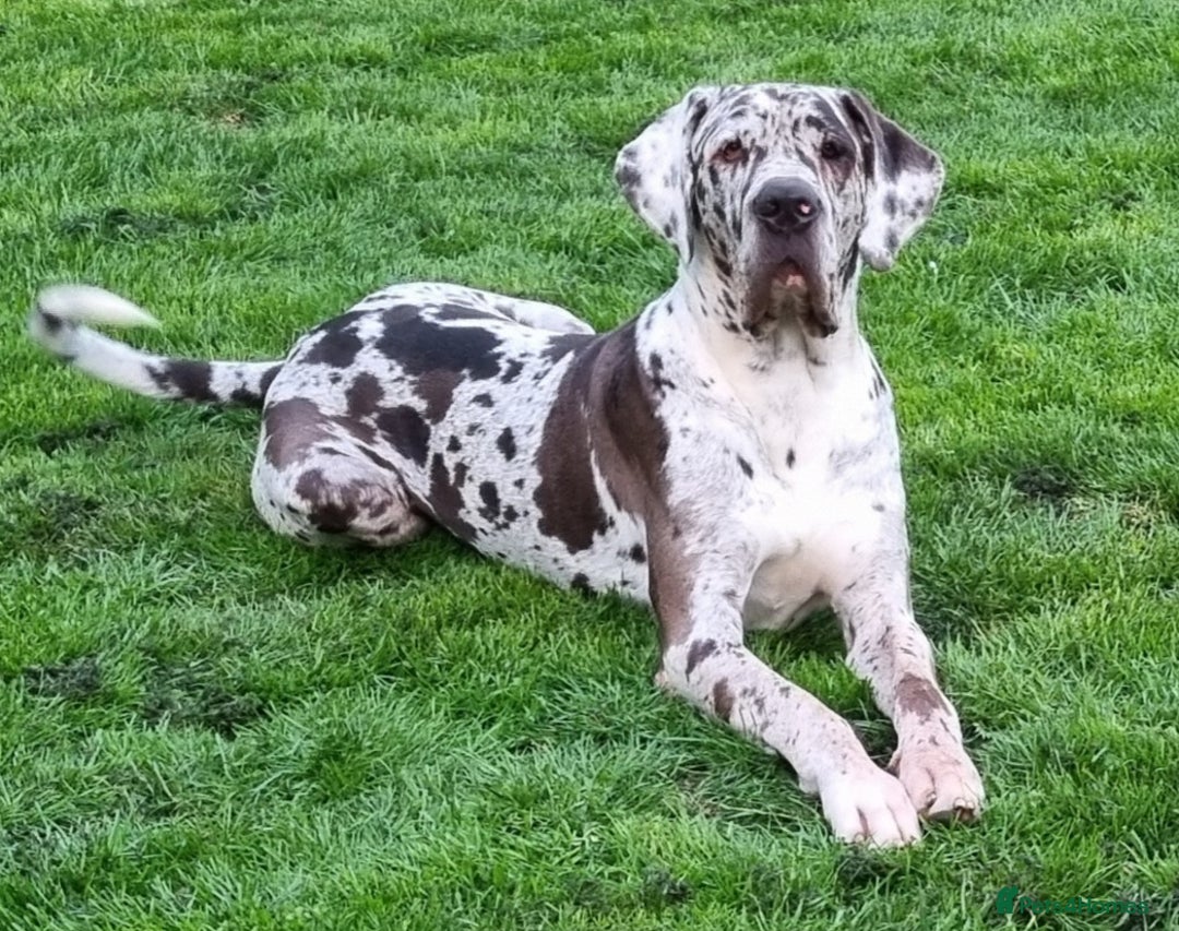 Great Dane dogs for stud: KC Reg - Proven, health tested stud  in Wisbech - Image 1