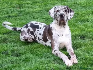 Great Dane dogs KC Reg - Proven, health tested stud in Wisbech - Advert 2