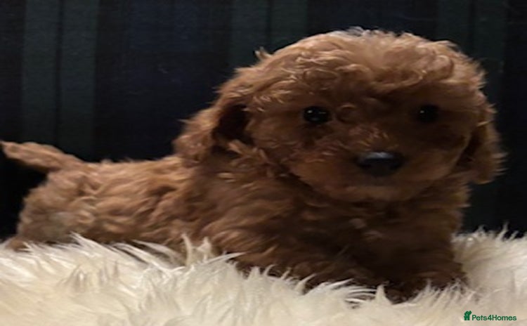 Cavapoo dogs - Advert 10