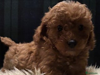 Cavapoo dogs Fabulous F1b Cavapoo litter - DNA clear - Advert 5