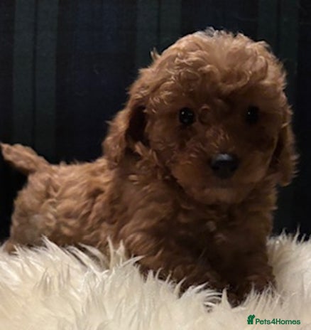 Cavapoo dogs Fabulous F1b Cavapoo litter - DNA clear - Advert 4