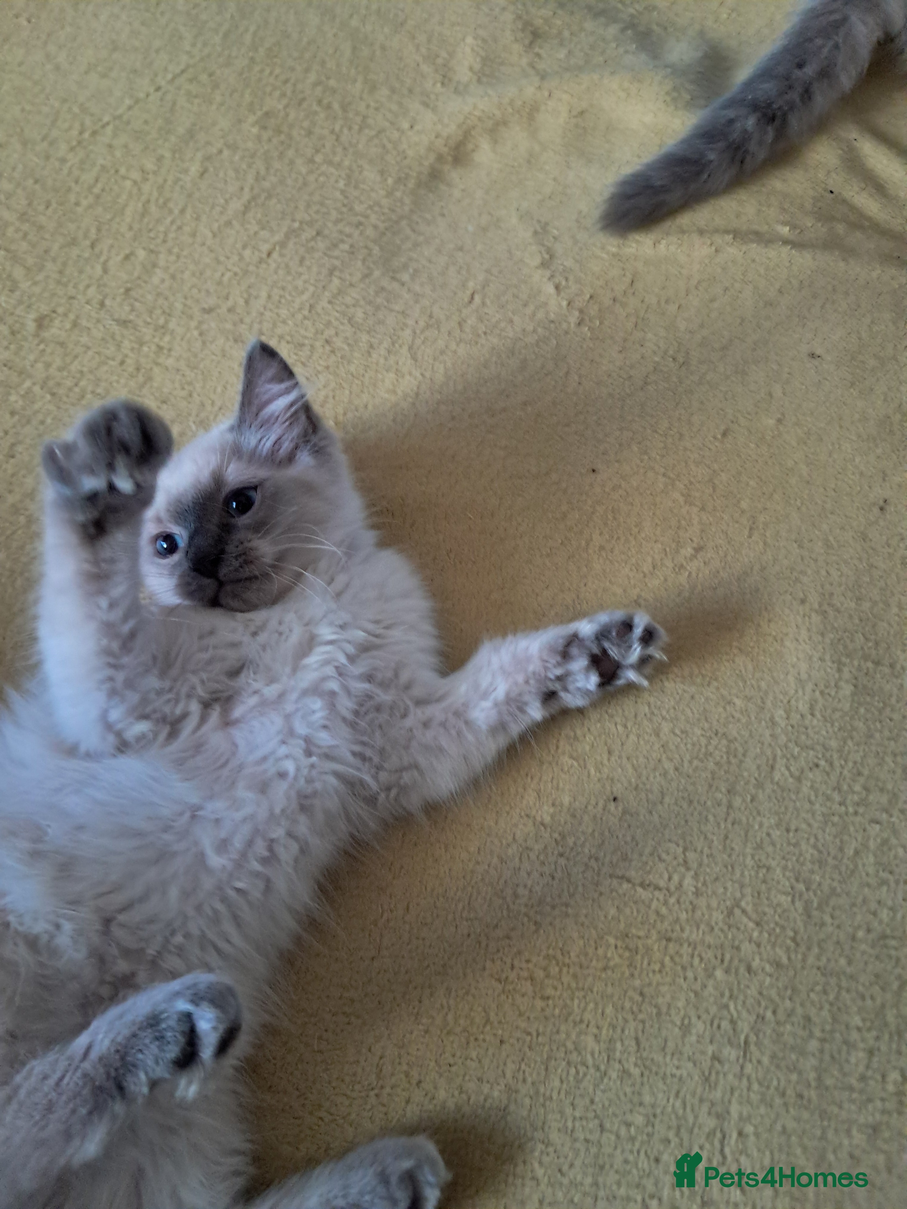 Ragdoll cats Pure bred beautiful Ragdoll kittens - Advert 2