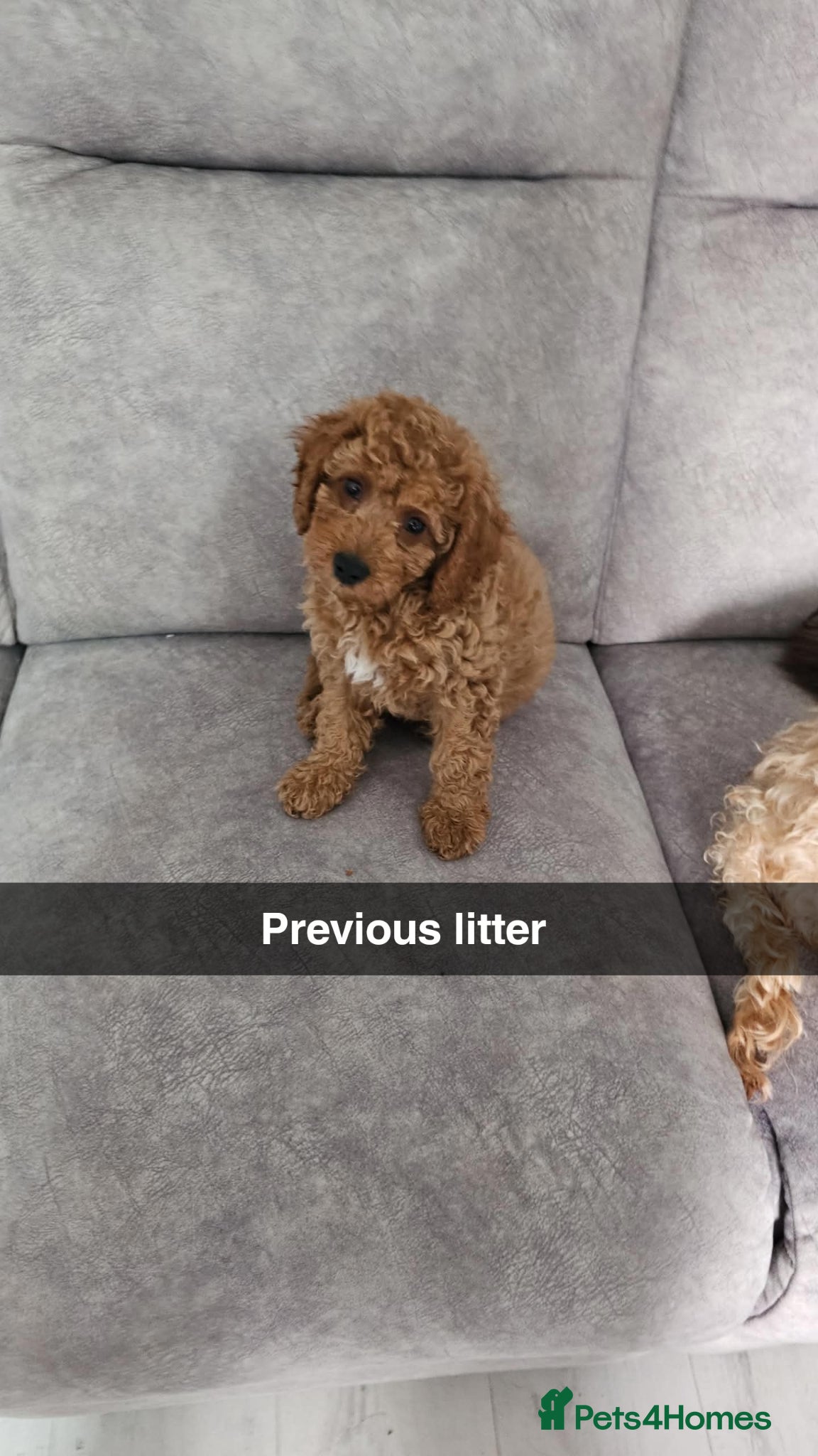 Cavapoo dogs 1 Male puppy looking for his forever home!!! - Advert 2