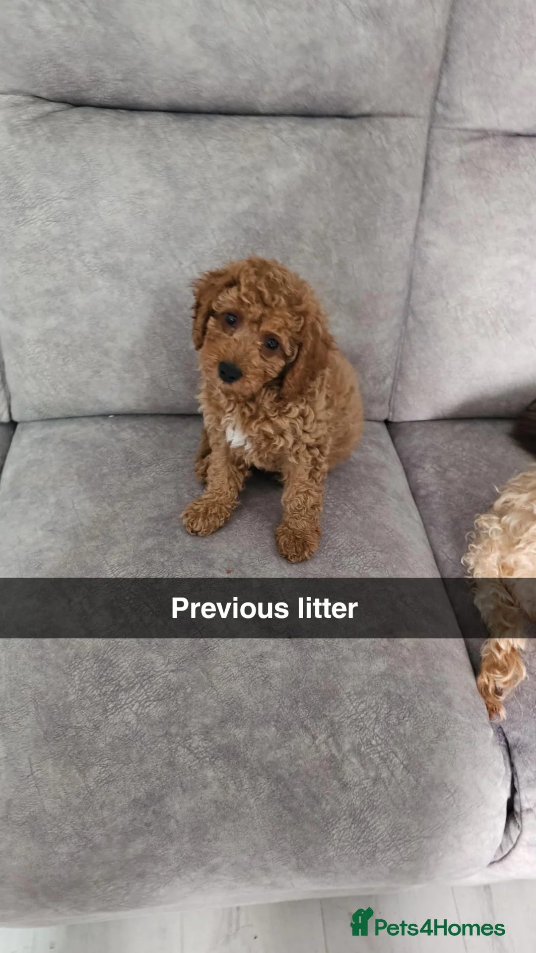 Cavapoo dogs for sale: All reserved!!! - Advert 1