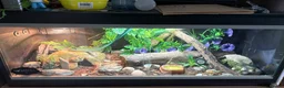 Leopard Gecko reptiles for sale: Female Leopard Gecko + ENCLOSURE - Advert 5