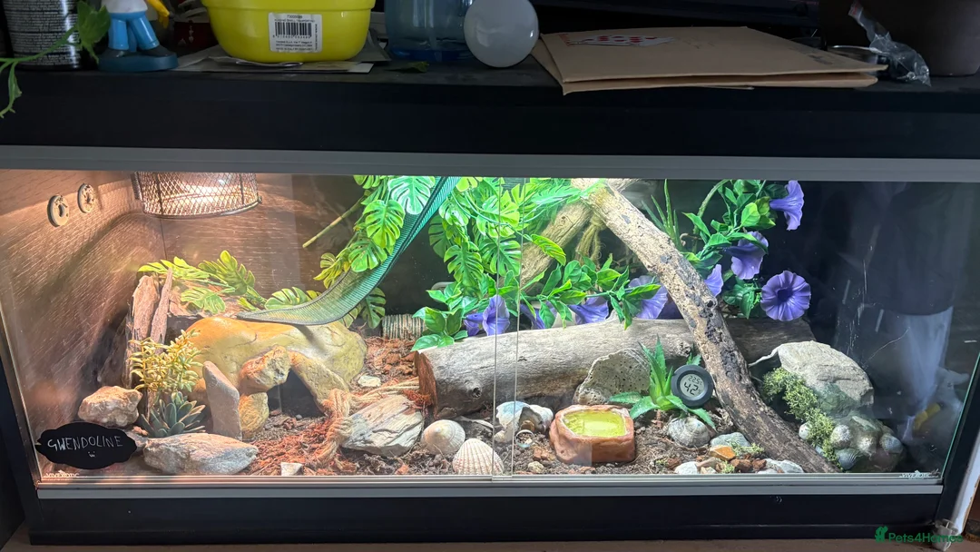 Leopard Gecko reptiles for sale: Female Leopard Gecko + ENCLOSURE - Advert 5