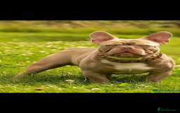 French Bulldog dogs for sale: Three stunning French bulldog puppies  - Image 9