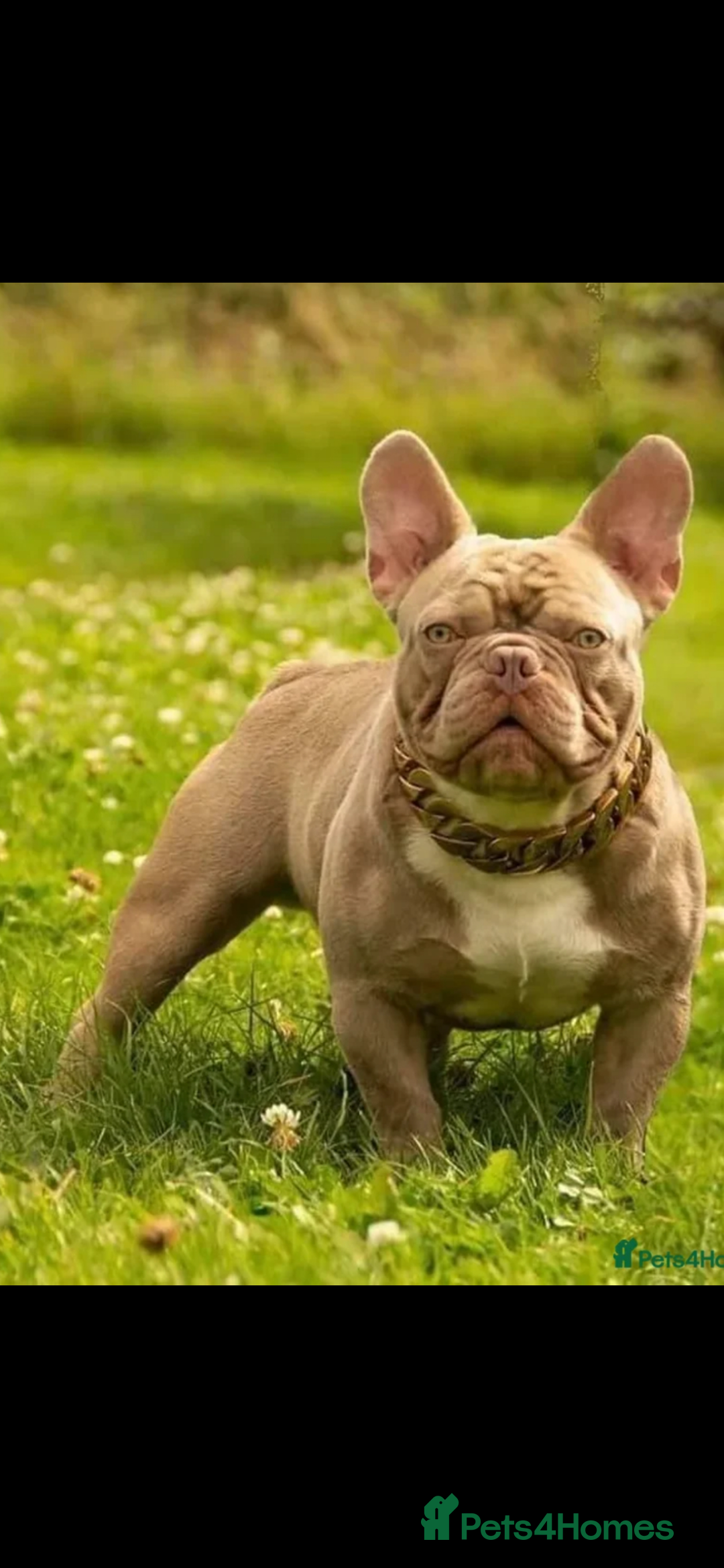 French Bulldog dogs for sale: Three stunning French bulldog puppies  - Image 9