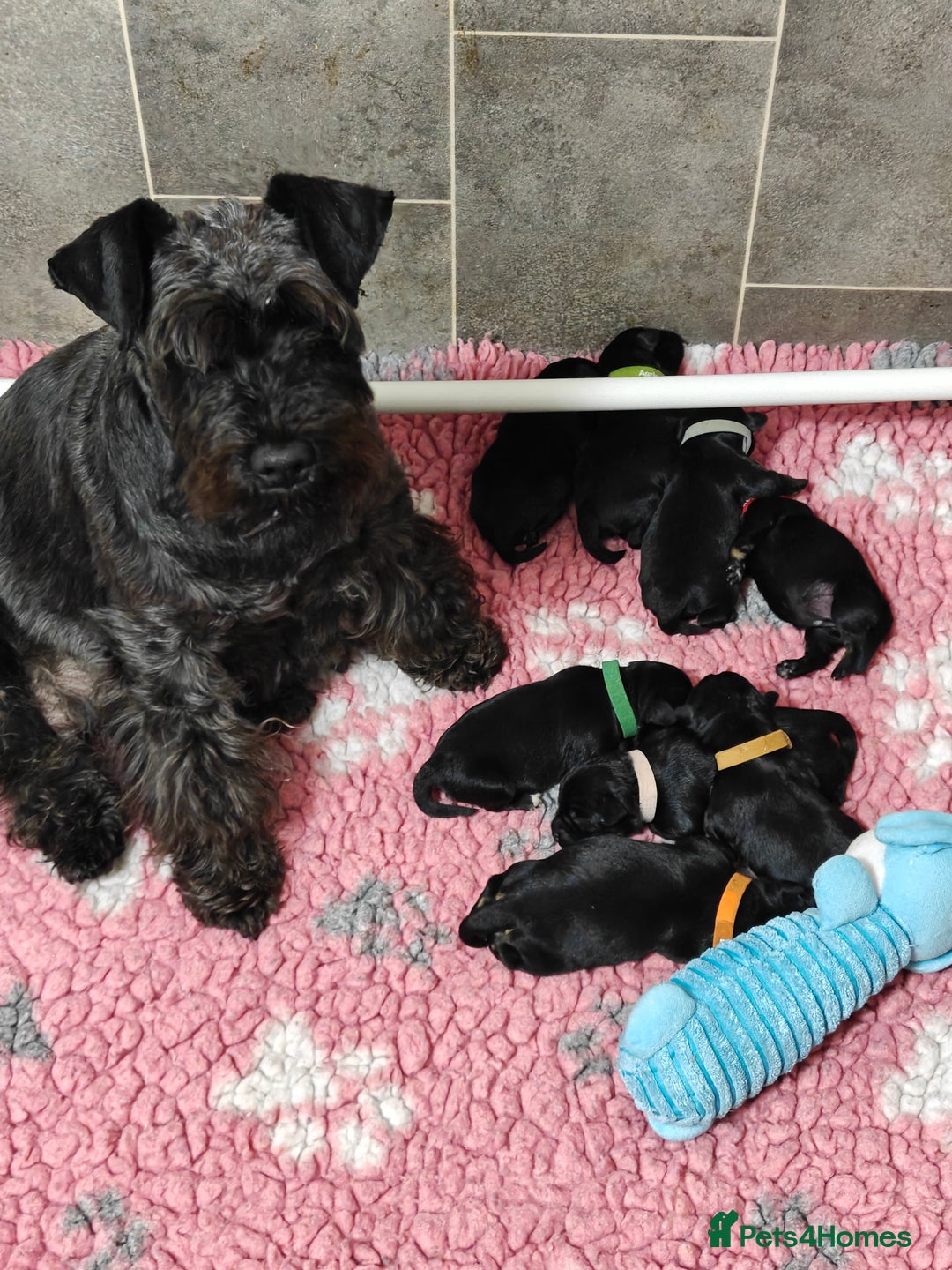 Miniature Schnauzer dogs for sale: Beautiful KC Miniature Schnauzer Puppies  - Image 7