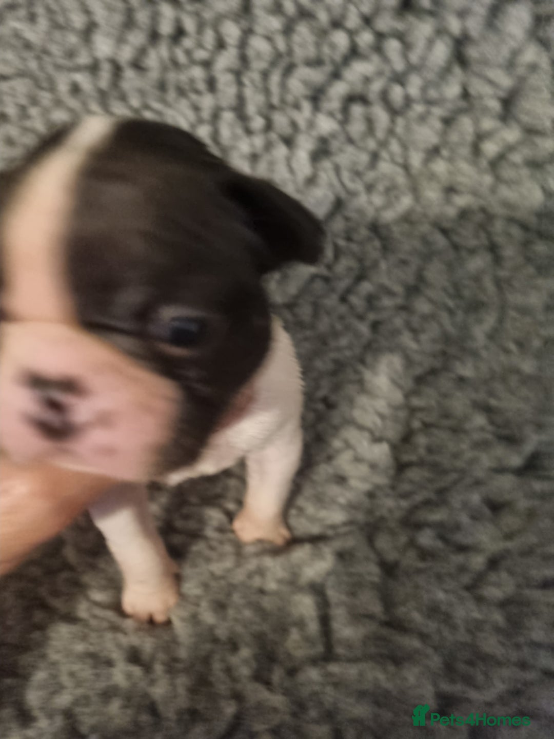 Boston Terrier dogs for sale: Boston Terrier Puppies  - Advert 16