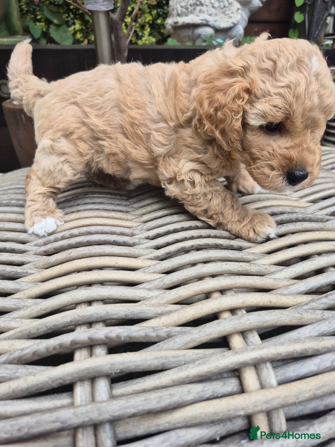 Mixed Breed dogs for sale: *** STUNNING WESTIEPOO PUPS*** - Image 4
