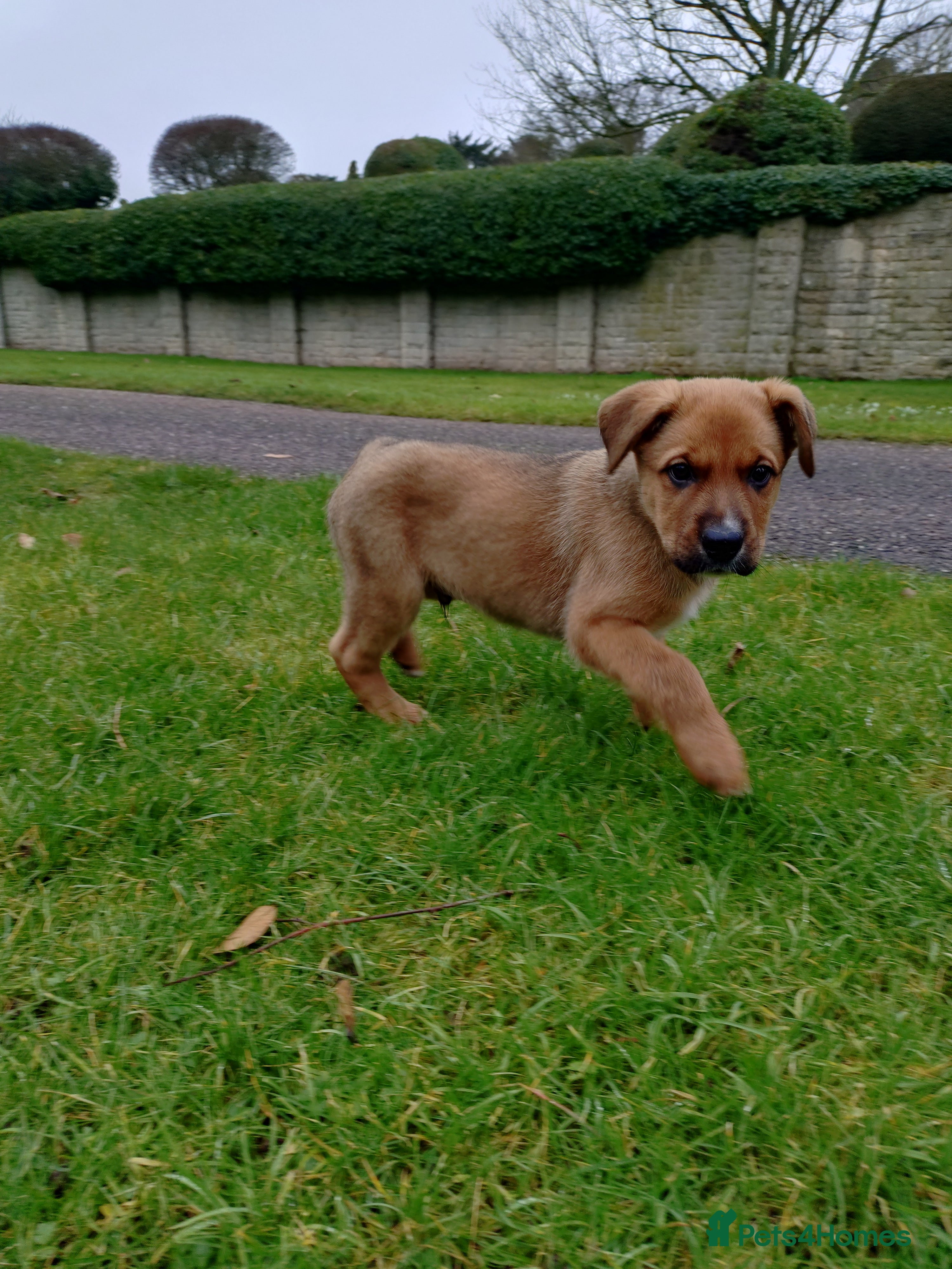 Mixed Breed dogs Huntaway X German shepherd X  - Advert 3