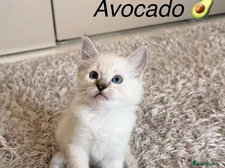 Ragdoll cats 5 Beautiful Kittens - Ready to Leave Now 💙🩷 - Advert 7