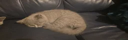 British Shorthair cats for sale: Ready to go to there forever homes 🏡 😌 💕  - Advert 4