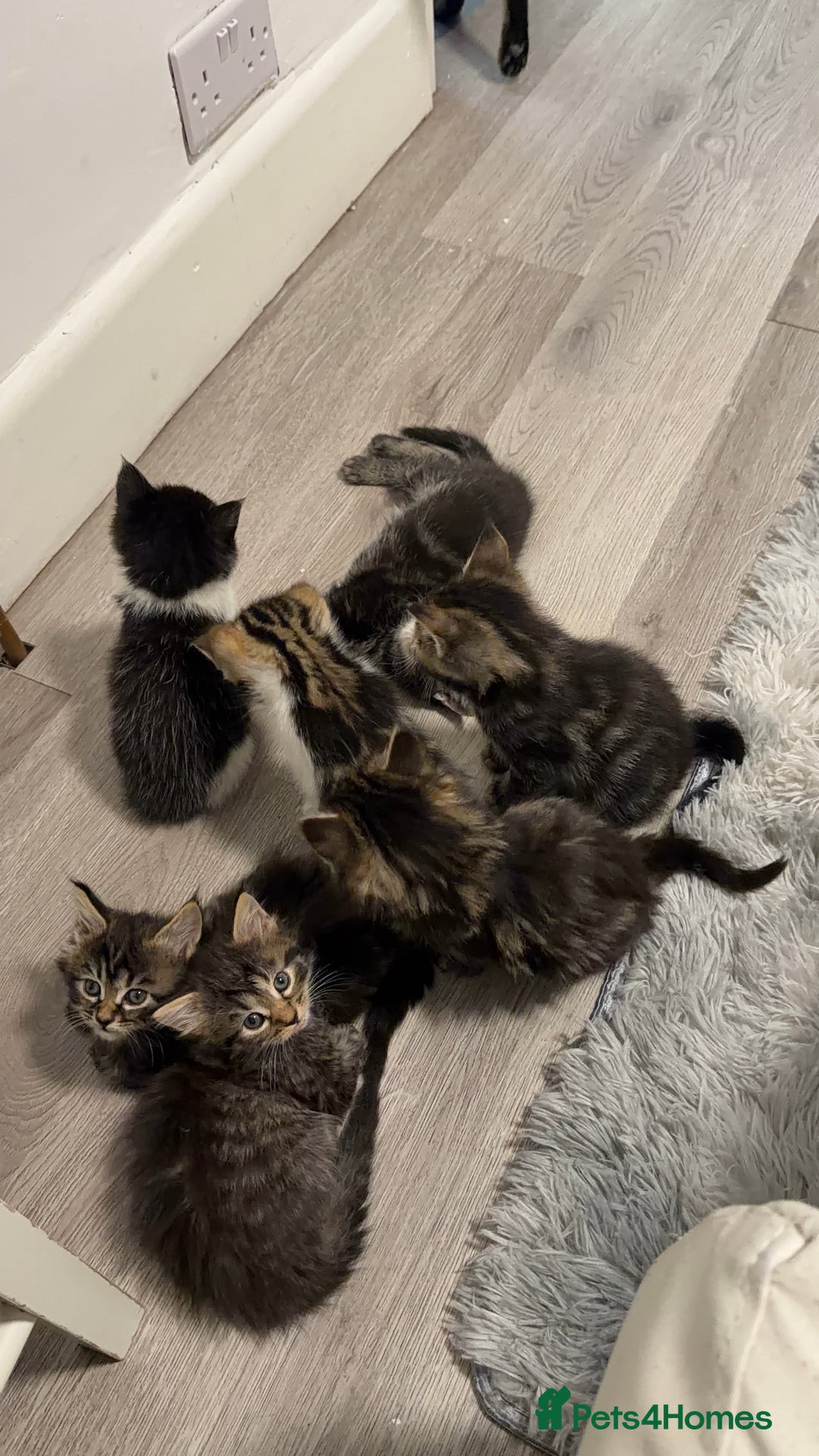 Mixed Breed cats for sale: 7 Adorable Kittens Looking for Loving Homes - Advert 7