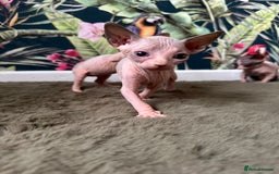 Sphynx cats for sale:  6 Beautiful Sphynx Kittens Ready Soon – 5★ - Image 9