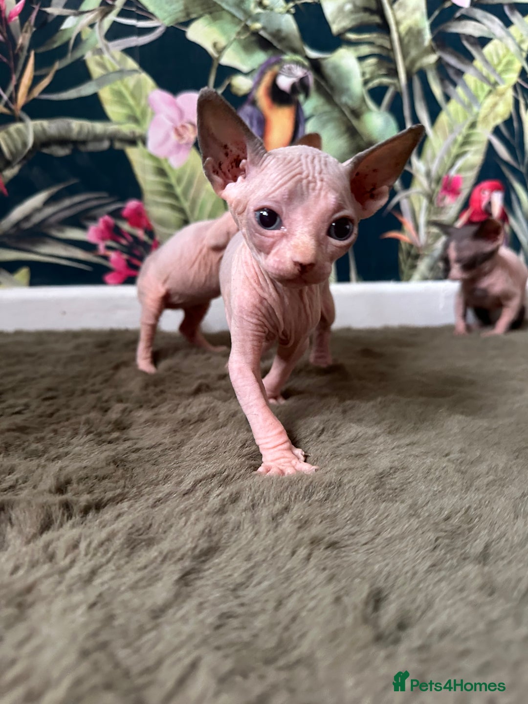 Sphynx cats for sale:  6 Beautiful Sphynx Kittens Ready Soon – 5★ - Image 9