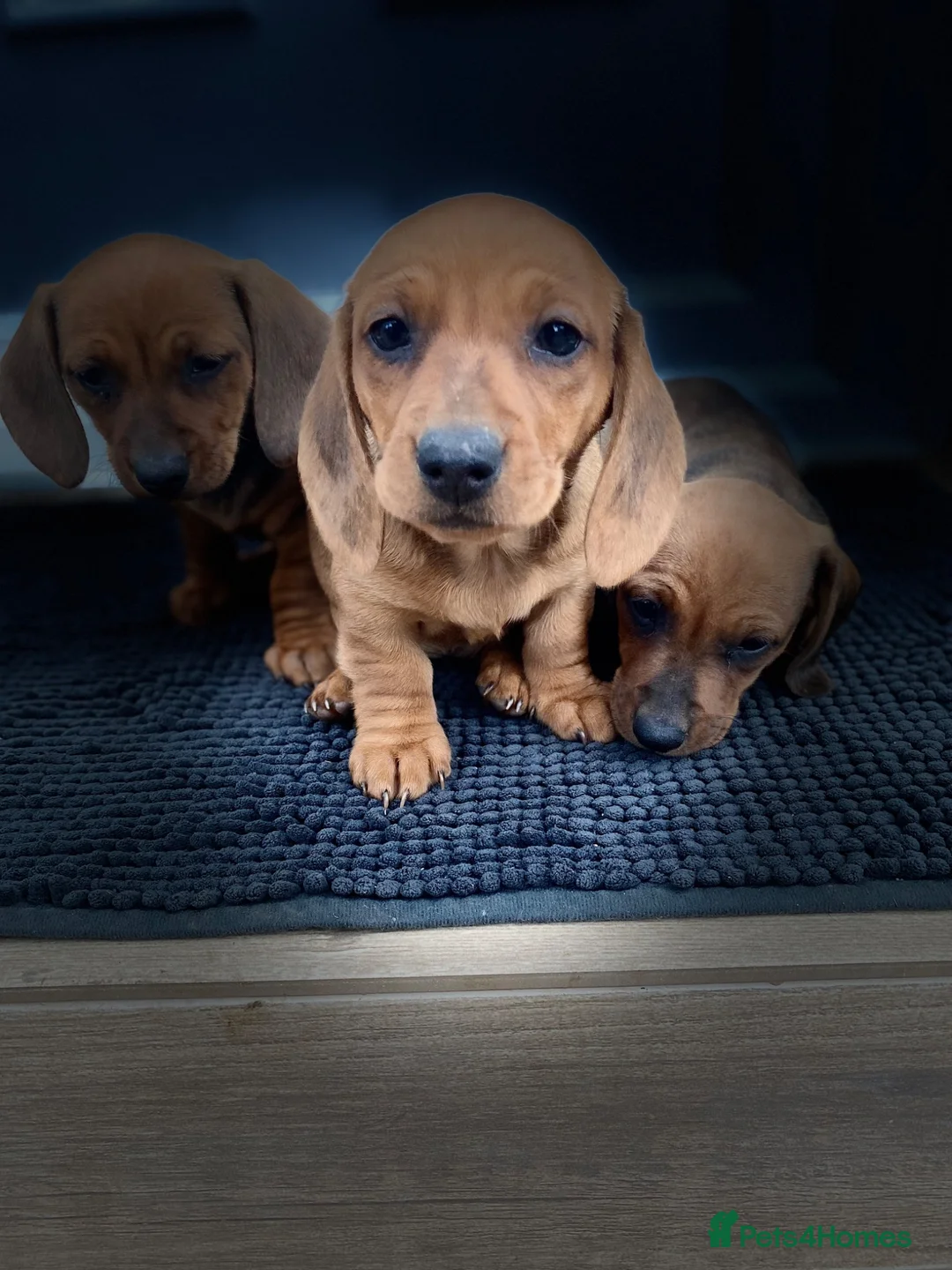Dachshund dogs for sale: Lovely dachshunds!!! - Advert 23