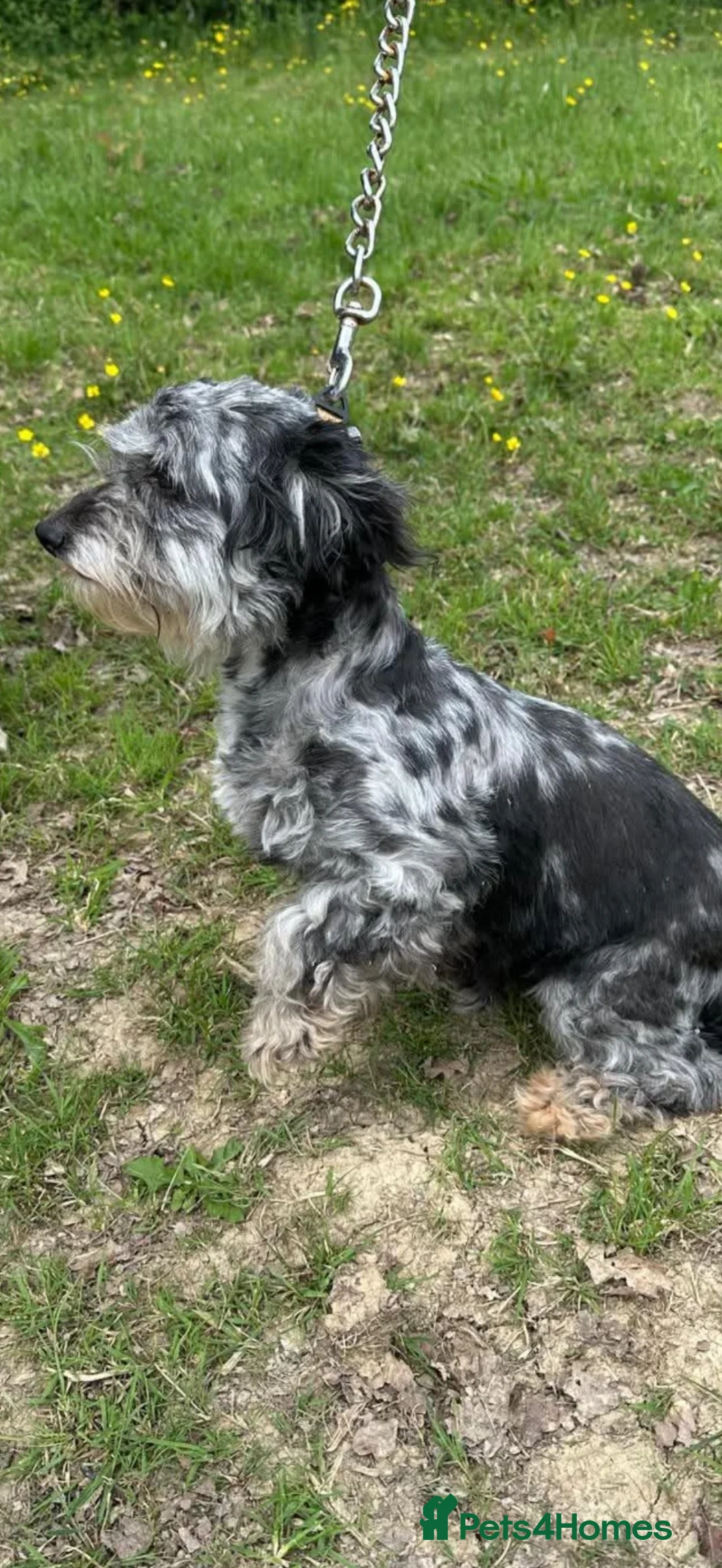 Yorkiepoo dogs for sale: Yorkie poo  - Advert 4