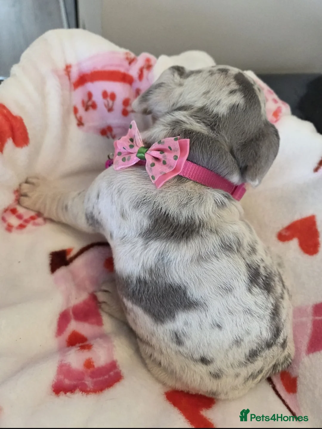 French Bulldog dogs for sale: Beautiful Frenchie puppies - Advert 14