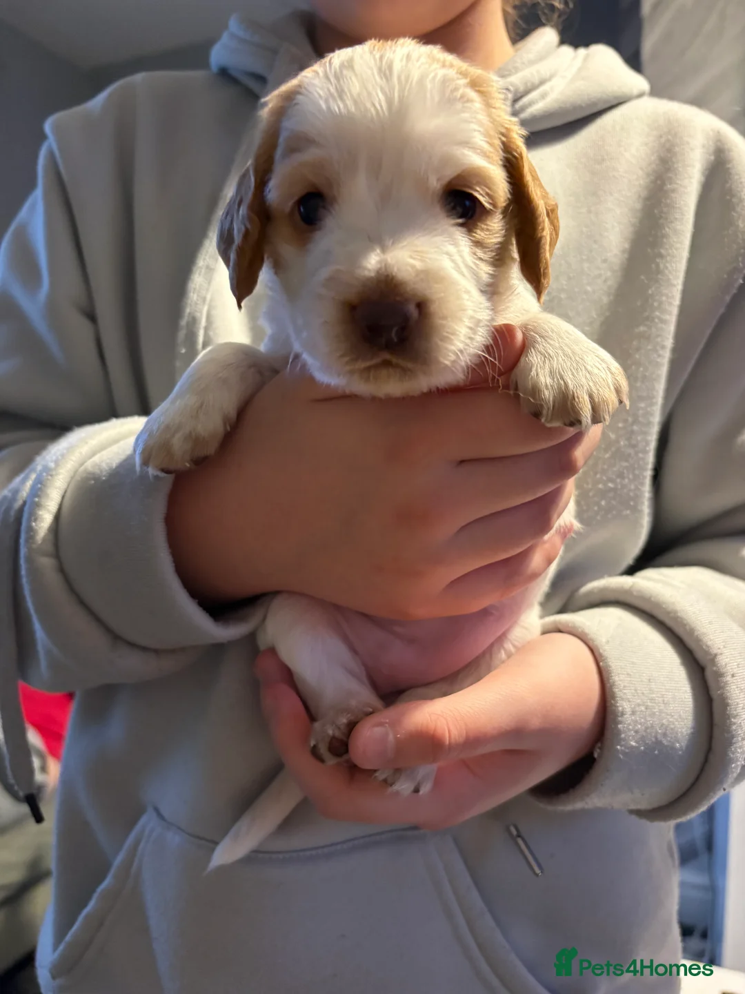 Cocker Spaniel dogs for sale: Cocker spaniel puppies  in Rotherham - Advert 19