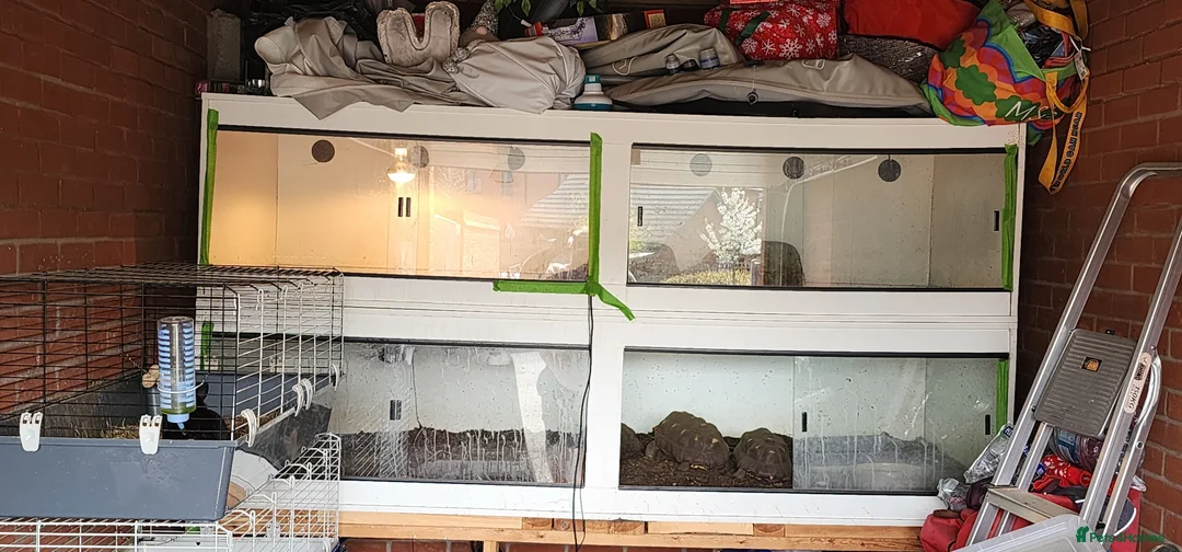 Tortoise reptiles for sale: Cherry head and red foot tortoise  - Advert 10