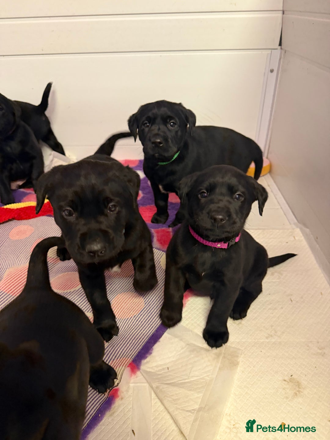 Labrador Retriever dogs for sale: Labradors 6 chunky black boys and 1 little girl - Advert 20
