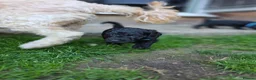 Cockapoo dogs for sale: Stunning F2 cockapoos ready soon 🐾 - Advert 12