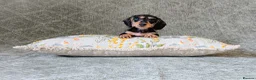 Miniature Dachshund dogs for sale: Silkie Mini Dachshund Puppies  - Advert 9