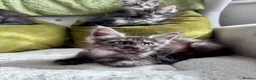 Maine Coon cats for sale: Maine coon kittens - Advert 4